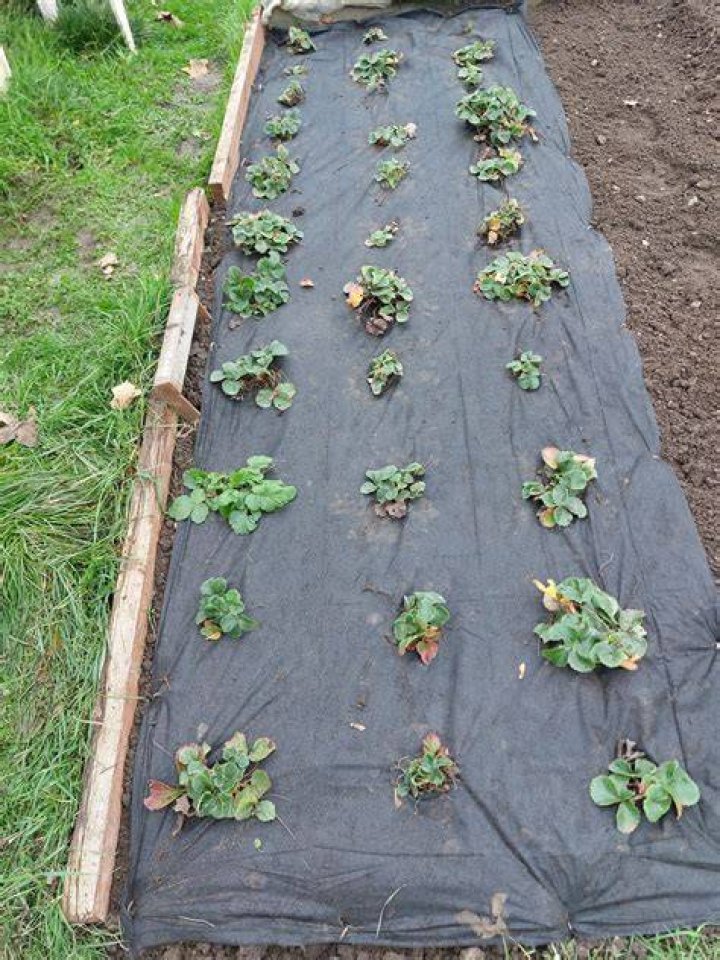 When should I put straw under my strawberries