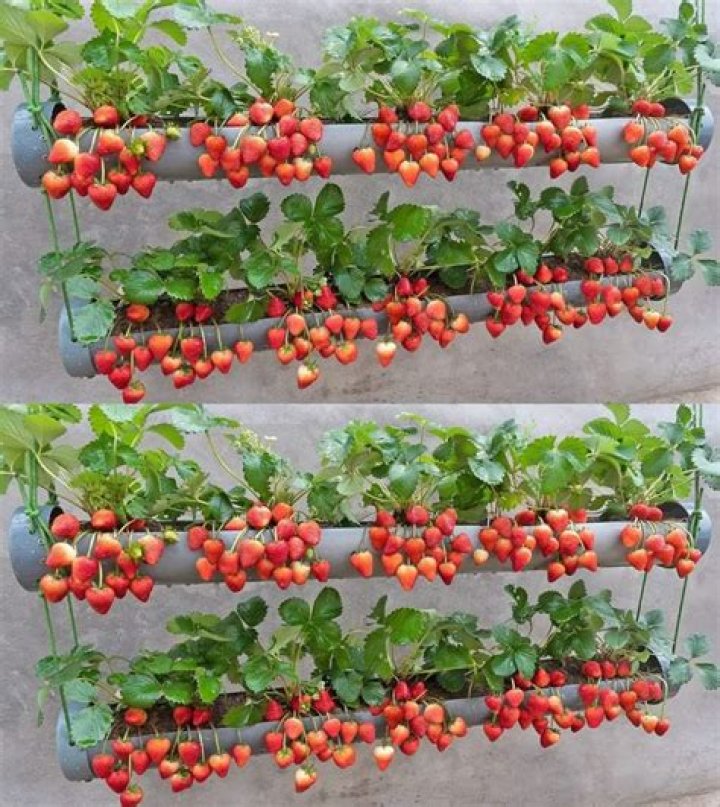 When should you cover strawberries with straw