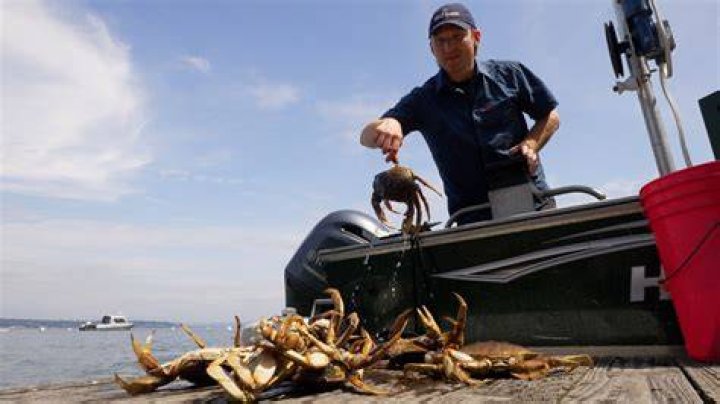 Where can I catch a Dungeness crab from shore