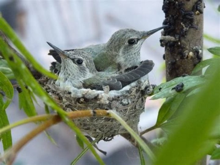 Where do hummingbirds like to put their nests
