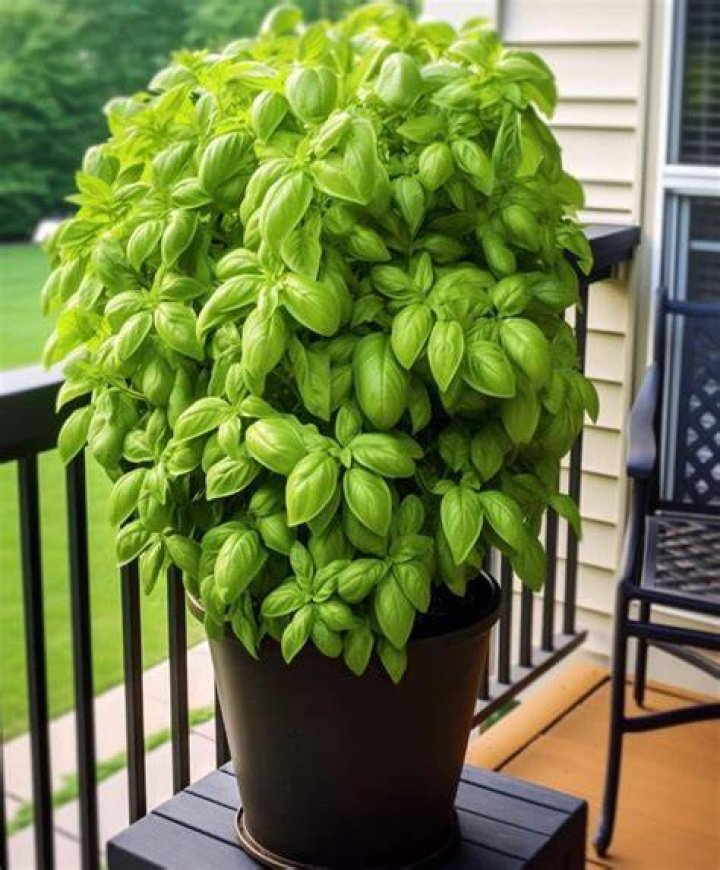Where is the best place to keep a basil plant