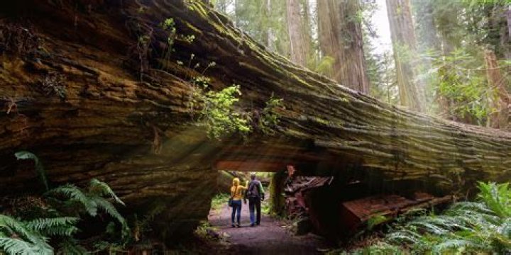 Where is the best place to see giant redwoods