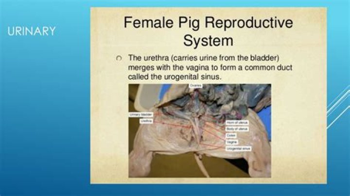 Where is the urinary bladder located in a pig