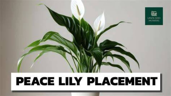 Where should I place a peace lily in my house