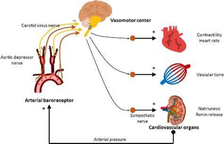 Which baroreceptors detect low blood pressure