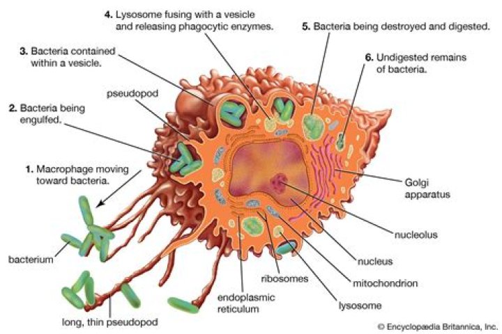 Which cells chew up invading germs are called
