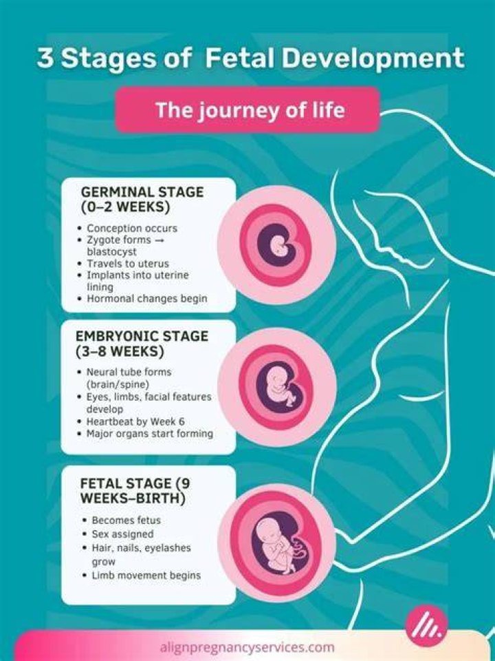 Which is the longest of the 3 prenatal stages