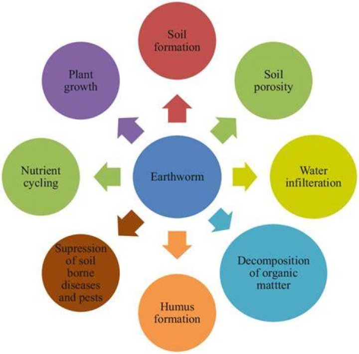 Why are earthworms important in the ecosystem