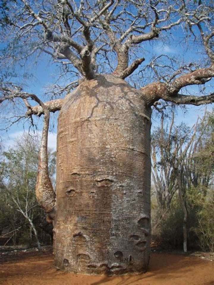 Why is the baobab tree called the bottle tree